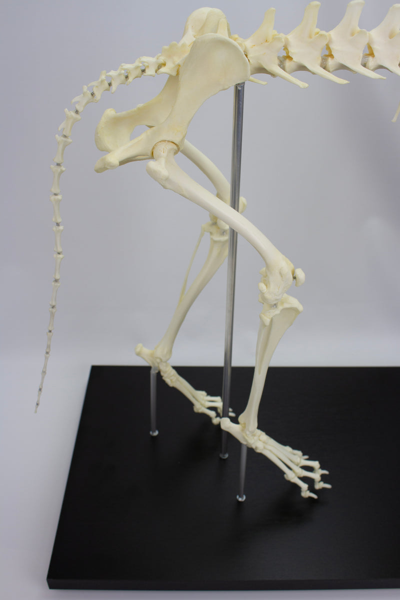Load image into Gallery viewer, Canine Skeleton

