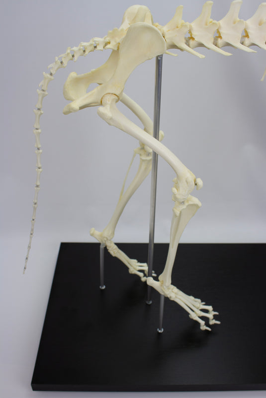 Canine Skeleton
