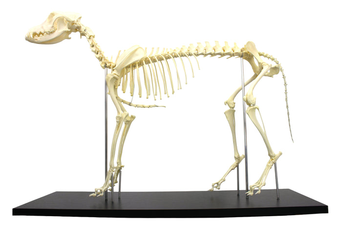 Skeletal Anjing  [SKU: MG8512]
