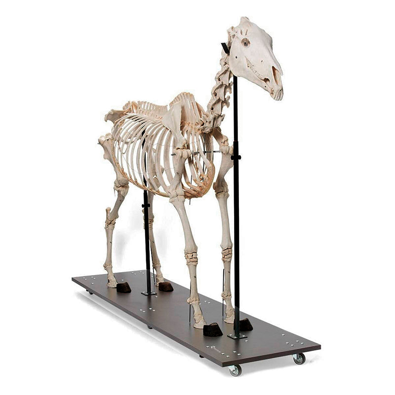 Load image into Gallery viewer, Equine Skeleton
