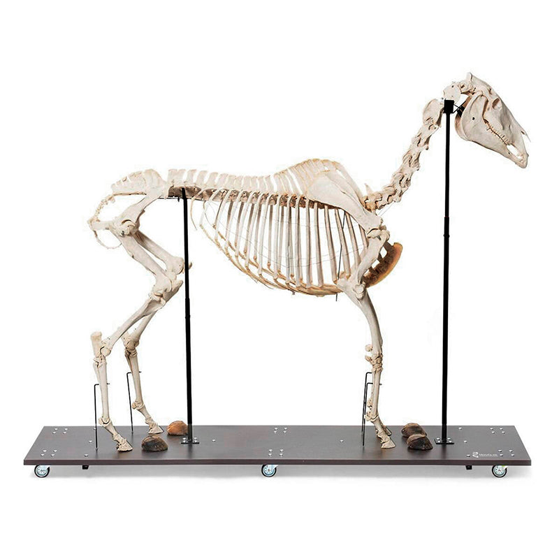 Load image into Gallery viewer, Equine Skeleton

