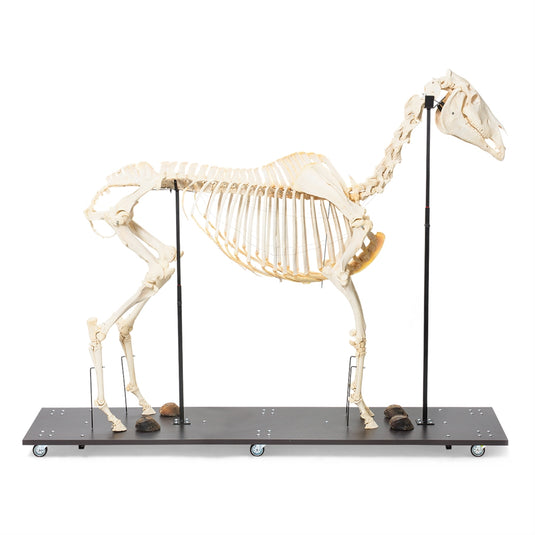 Equine Skeleton