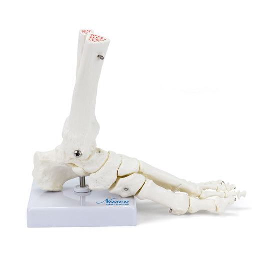 Skeletal Foot on Base