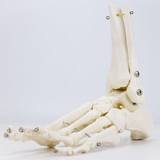 Skeletal Foot on Base