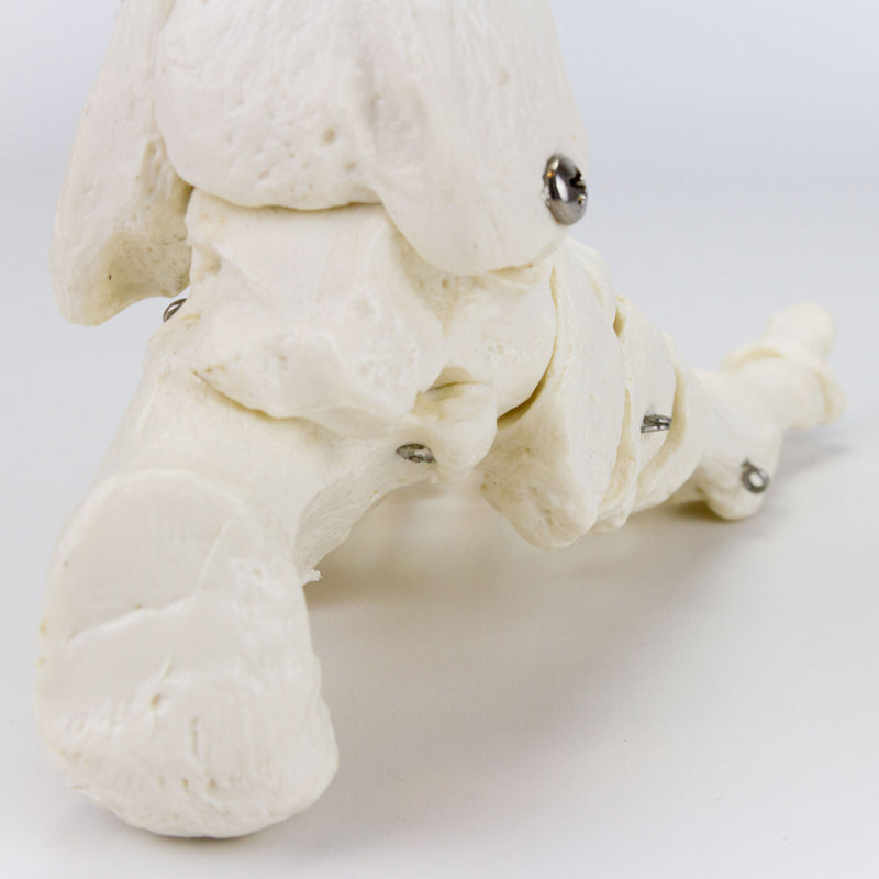 โหลดรูปภาพลงในโปรแกรมใช้ดูของ Gallery Skeletal Foot on Base
