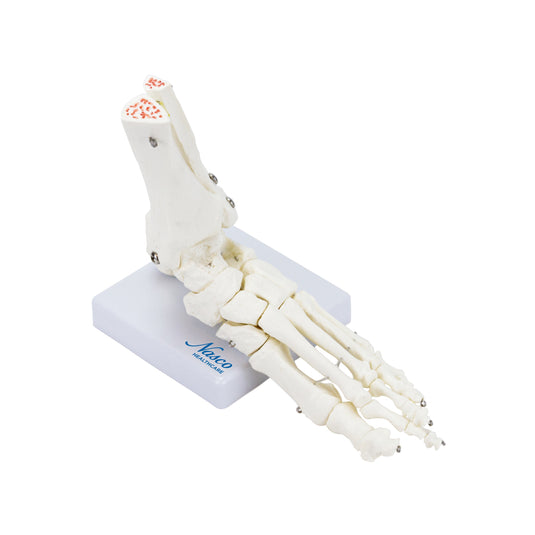 Skeletal Foot on Base