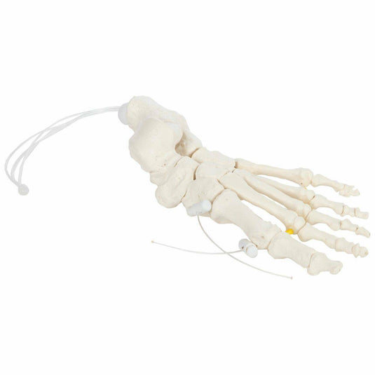 Foot Skeletal Model, Nylon Chord