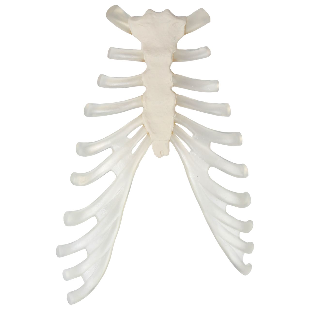 Disarticulated Ribs, Single Side, Set of 12 [SKU: MG8627] – Nasco ...