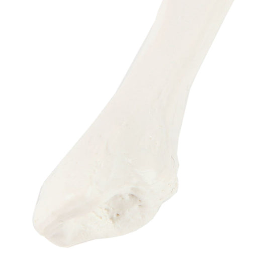 Modelo de Fíbula [SKU: MG8998]