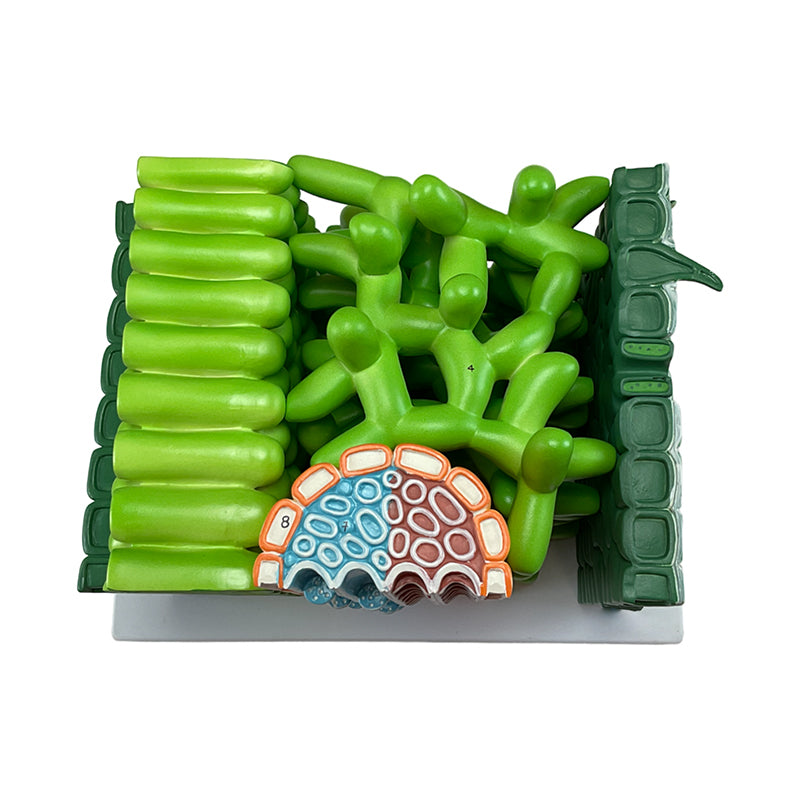 Cargue la imagen en el visor de la galería, Modelo de Hoja Dictyledonosa, 600X Ampliado [SKU: MG9226]
