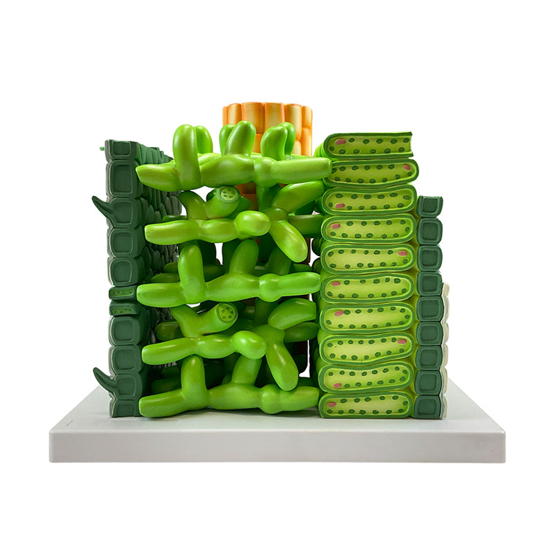 Cargue la imagen en el visor de la galería, Modelo de Hoja Dictyledonosa, 600X Ampliado [SKU: MG9226]
