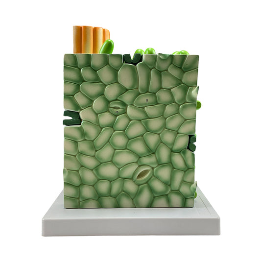 Modelo de Hoja Dictyledonosa, 600X Ampliado [SKU: MG9226]