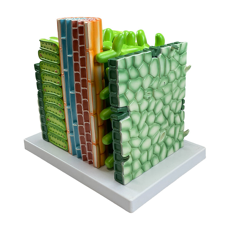 Cargue la imagen en el visor de la galería, Modelo de Hoja Dictyledonosa, 600X Ampliado [SKU: MG9226]
