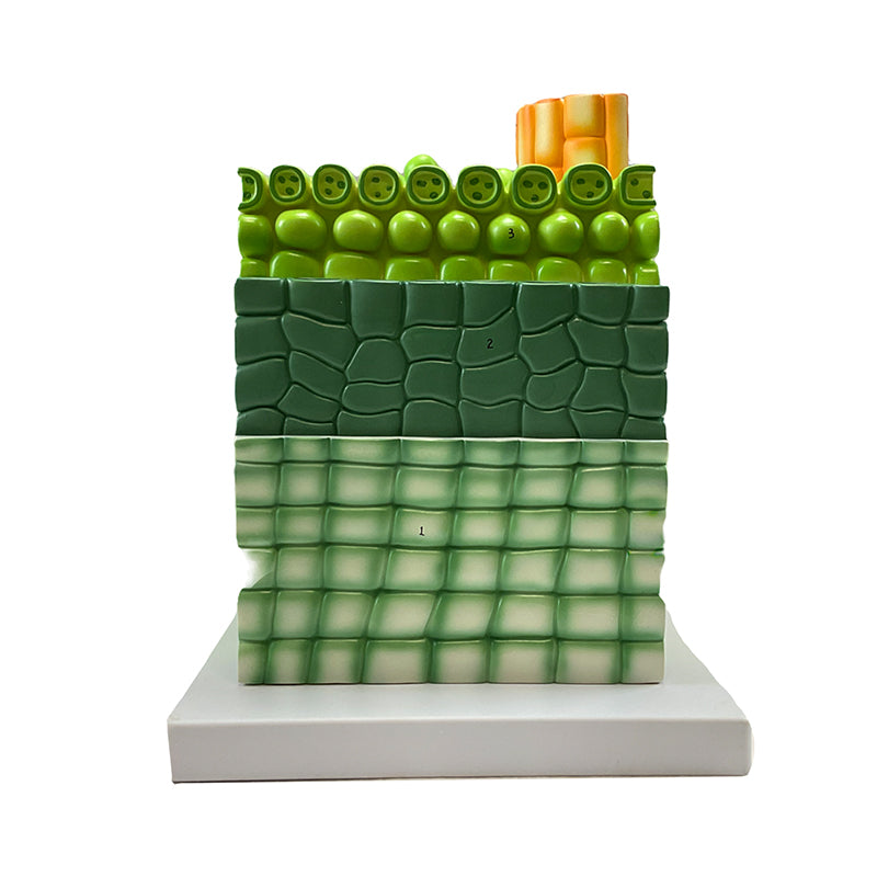 Cargue la imagen en el visor de la galería, Modelo de Hoja Dictyledonosa, 600X Ampliado [SKU: MG9226]
