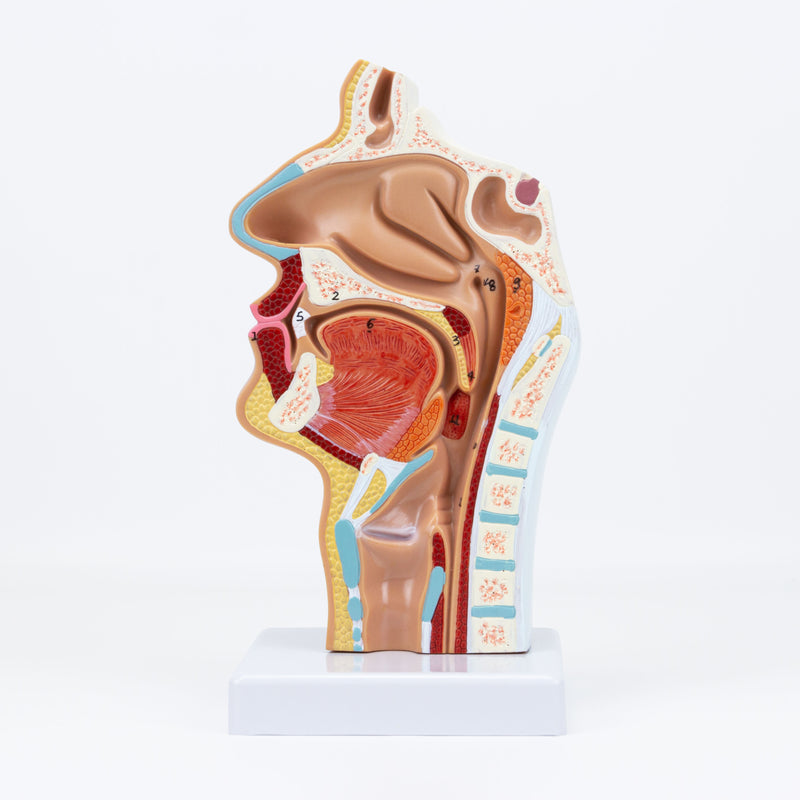 Nasal and Oral Sinus Cross-Section Model [SKU: MG17231] – Nasco Healthcare