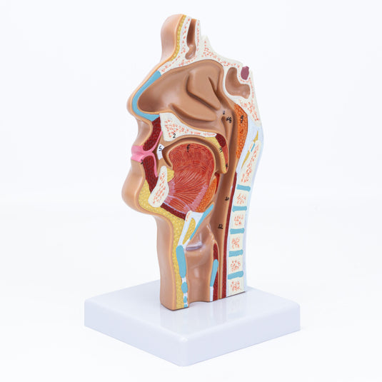 Nasal and Oral Sinus Cross-Section Model [SKU: MG17231] – Nasco Healthcare