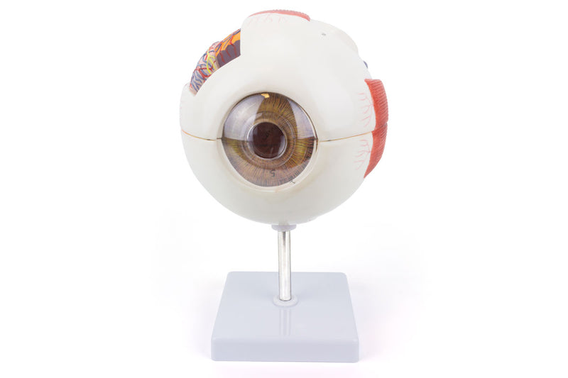 Cargue la imagen en el visor de la galería, Modelo de Ojo, 6X Ampliado, 6 Piezas [SKU: MG29941]
