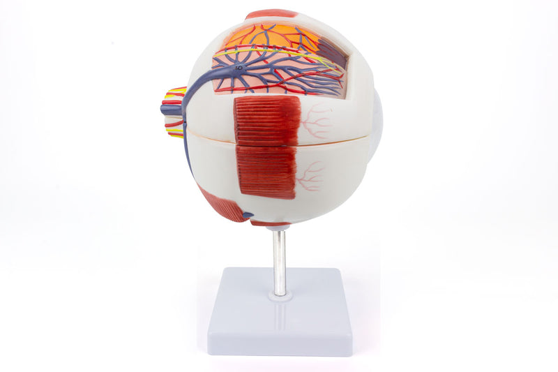 Cargue la imagen en el visor de la galería, Modelo de Ojo, 6X Ampliado, 6 Piezas [SKU: MG29941]
