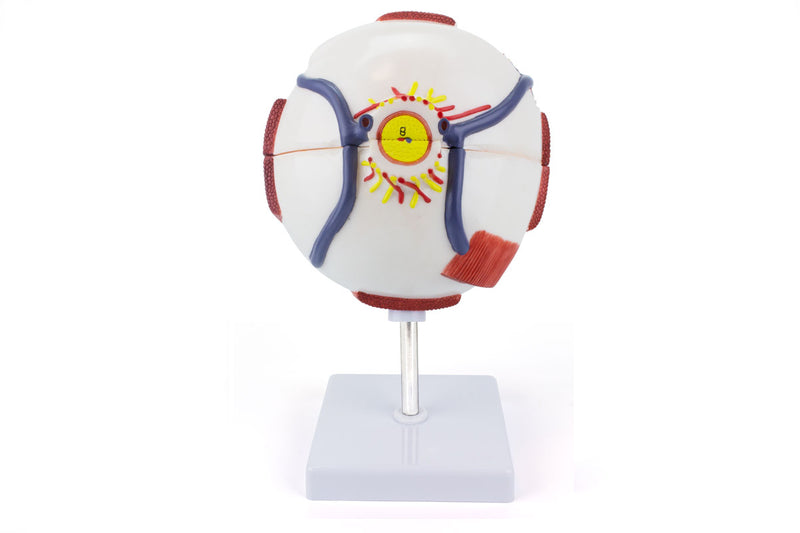 Cargue la imagen en el visor de la galería, Modelo de Ojo, 6X Ampliado, 6 Piezas [SKU: MG29941]
