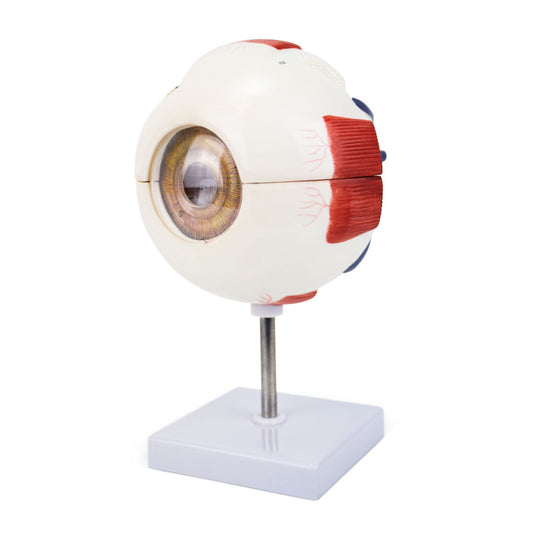 Modelo de Ojo, 6X Ampliado, 6 Piezas [SKU: MG29941]