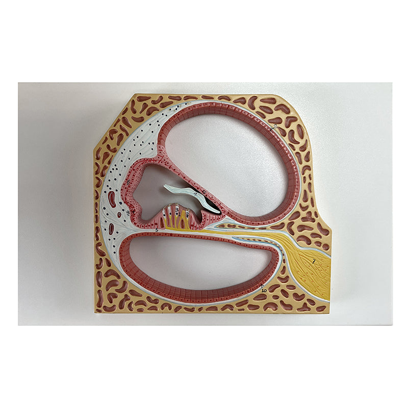 Load image into Gallery viewer, Cochlea and Organ of Corti Model [SKU: MG21812]
