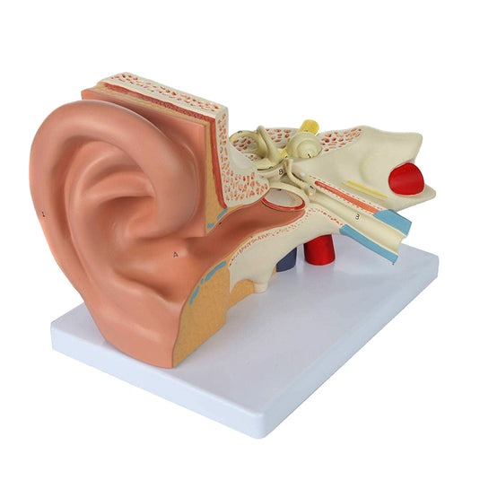 Ear Model, 3X Enlarged, 5-Parts [SKU: MG29982]