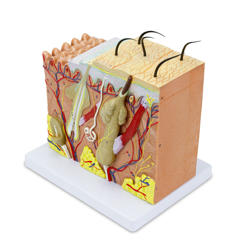 Load image into Gallery viewer, Skin Section Model, 3 Dimensions, 70X Enlarged [SKU: MG21067]

