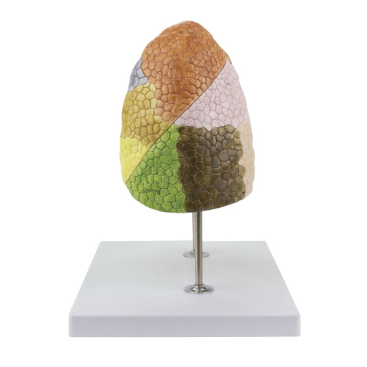 Segmented Lung Model [SKU: MG30886]