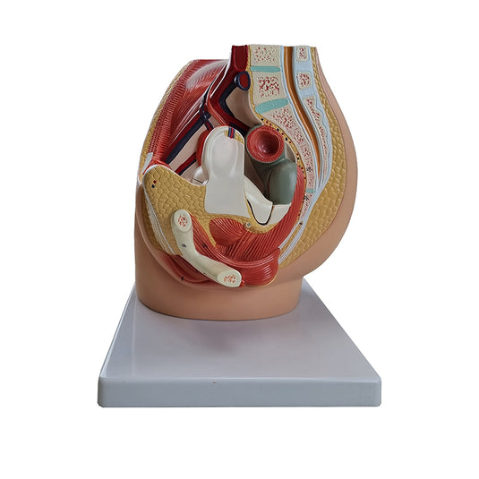 Female Pelvis Model with Internal Organs Model, 3 Parts [SKU: MG30135]