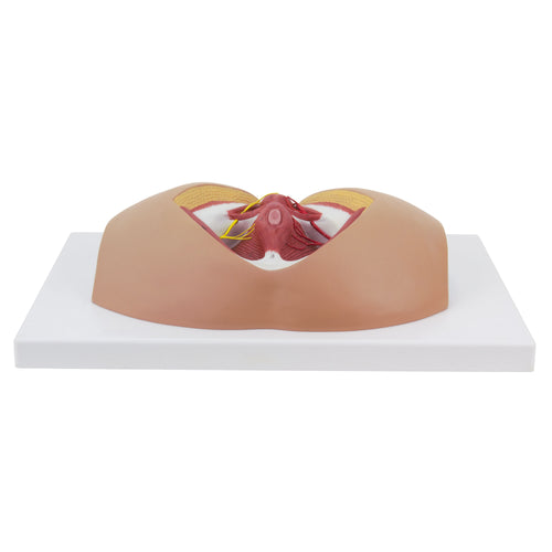 Modelo de Perineo Masculino [SKU: MG30415]