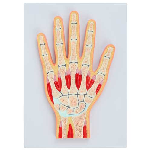 Handmodell, Median-Sektion [SKU: MG17223]