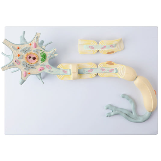 Neuron z dendrytem i aksonem, powiększony 2,500X, 2 części [SKU: MG23433]
