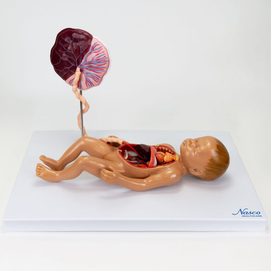 Fetal Blood Circulation with Placenta Model [SKU: MG13918]