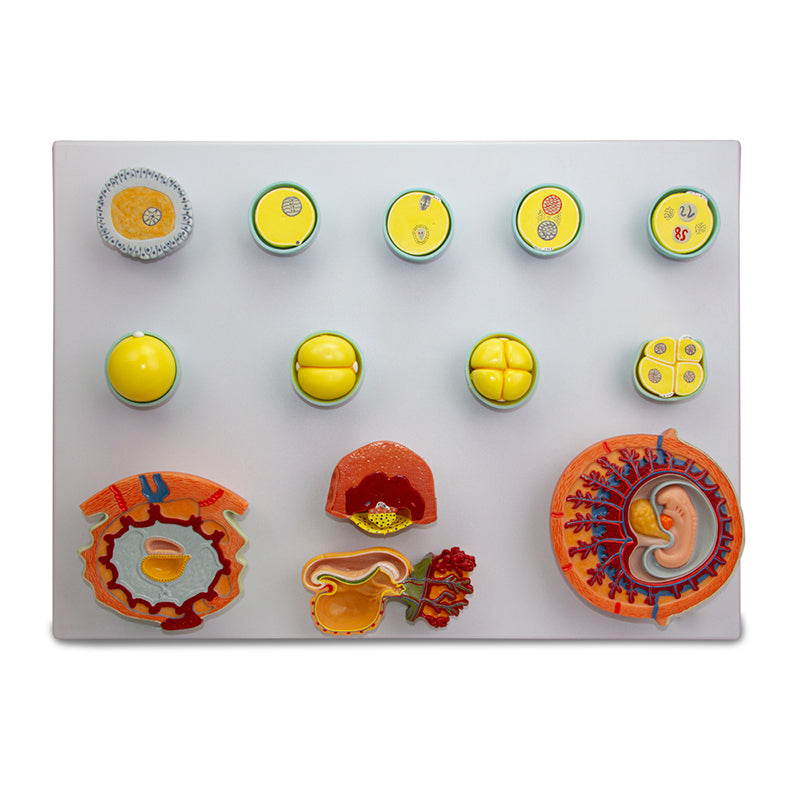 Carica immagine in Galleria Viewer, Modello di Sviluppo Embrionale, 13 Fasi [SKU: MG22605]
