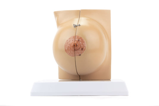 Female Non-Lactating Breast Model [SKU: MG29240]