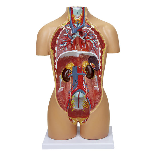 Model Torso Seks Mini-Dual, 16 Bagian [SKU: MG29699]