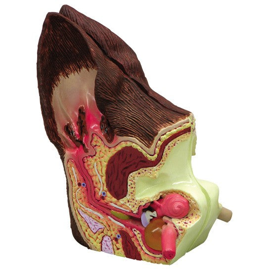 Normalny i patologiczny model ucha psa [SKU: MG34919]