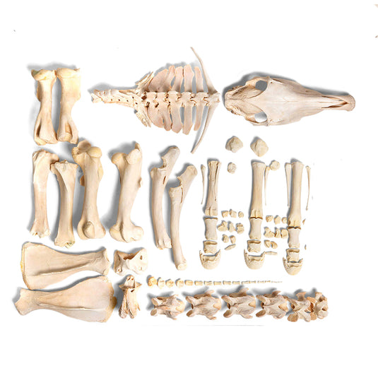 Horse Skeleton, Disarticulated, Unmounted [SKU: MG34406]
