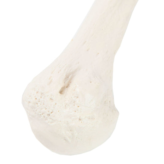Modello di Omero [SKU: MG19436]
