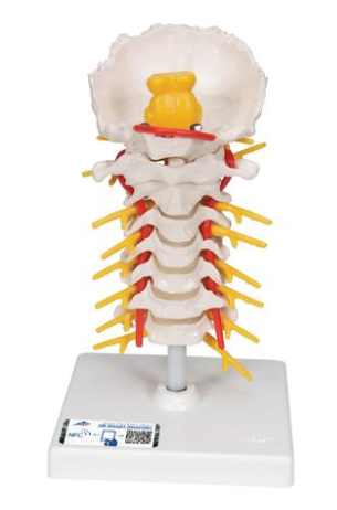 Colonna vertebrale cervicale