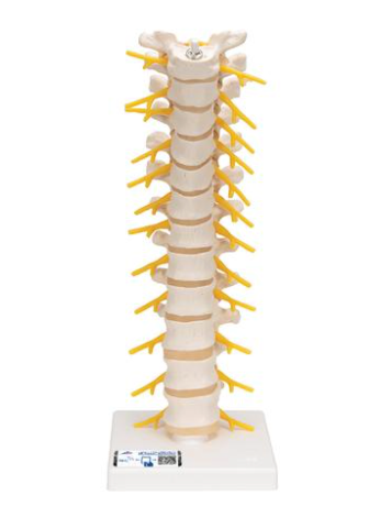 Modello di colonna vertebrale umana toracica
