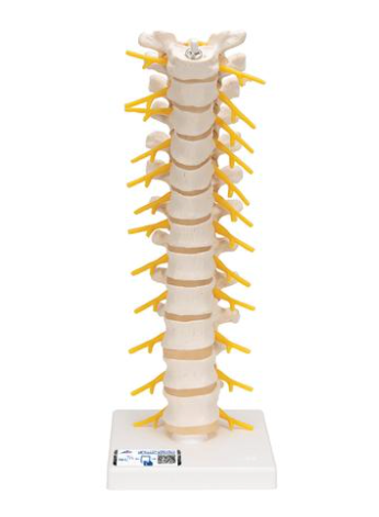 Загрузить изображение в просмотрщик галереи, Модель грудного отдела позвоночника человека
