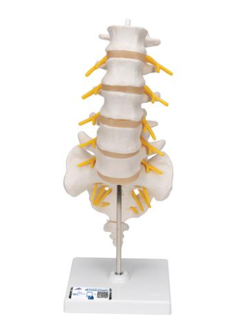 Lumbar Spinal Column [SKU: 1000146]