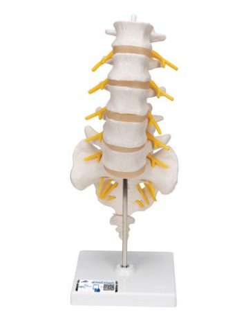 Shoulder joint w/ rotator cuff