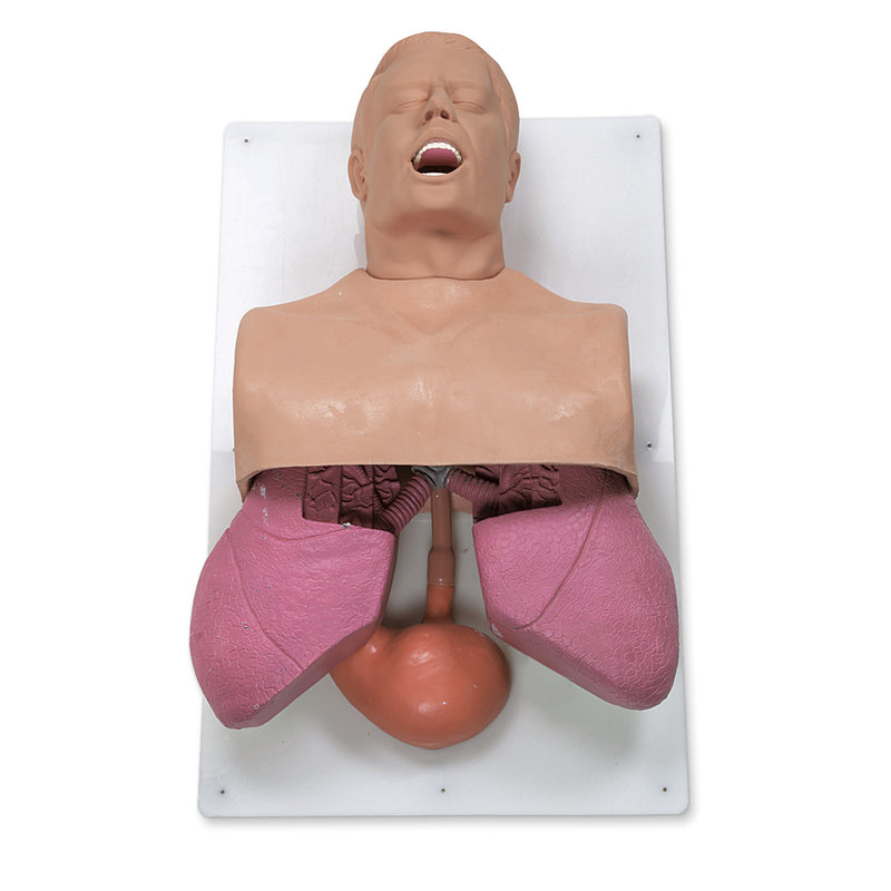 Load image into Gallery viewer, Adult Airway  Management Trainer [SKU: 101-501]
