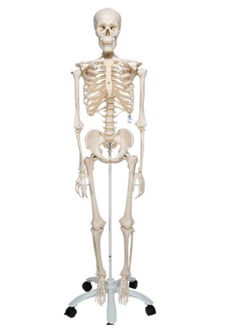 Stan the Standard Skeleton con soporte de rodillos montado en la pelvis