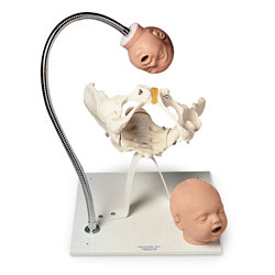 Pelvic Bone With Fetal Heads On Stand [SKU: 110-195]