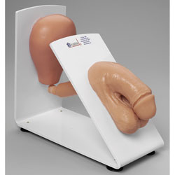 Male Catheterization Trainer [SKU: 160-1931]