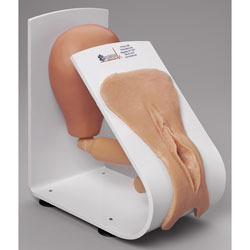 Female Catheterization Trainer [SKU: 160-1932]