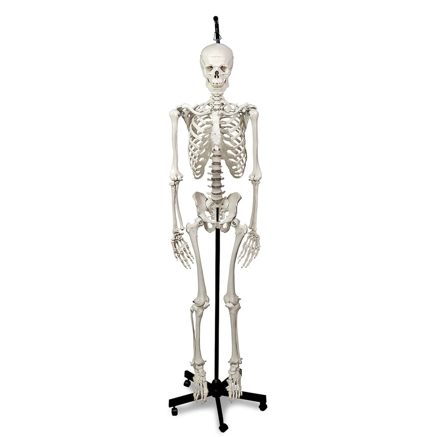 Hanging Skeleton with Natural Human Casting [SKU: LA00174]
